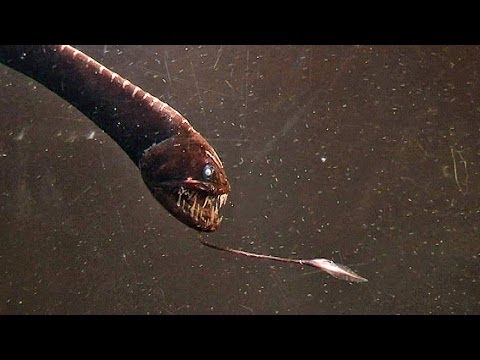 Youtube: Dragon with massive teeth: the Deep Sea Dragonfish or Viperfish