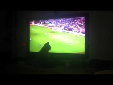 Youtube: Unsere Katze guckt Fußball