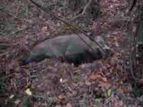 Youtube: Dobbie, das Wildschwein...mitten in Berlin