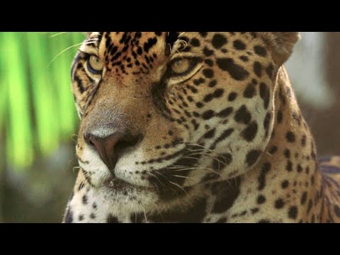 Youtube: This Footage of Jaguars in Panama Could Save Their Lives