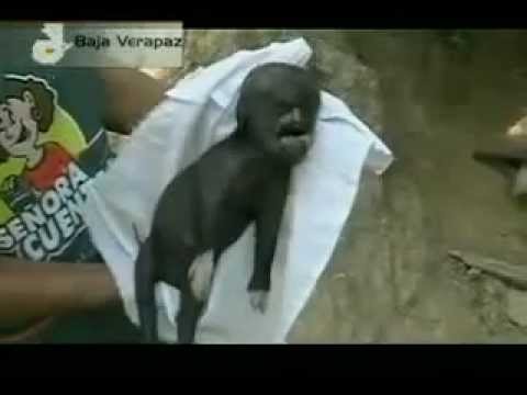 Youtube: Alien Hybrid Discovered In South America 2011