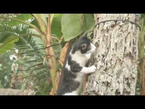 Youtube: Cat Climbing Trees Full HD