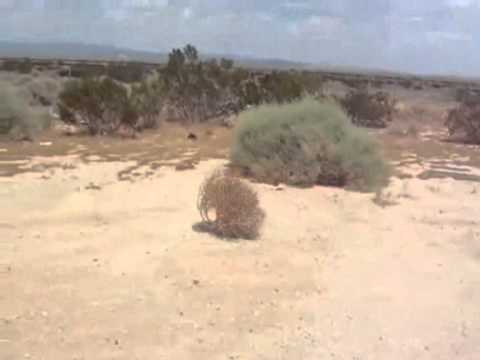 Youtube: Tumbleweed Joke