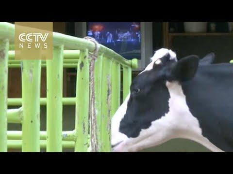 Youtube: Music for milk: Kenyan farmers use television to improve output