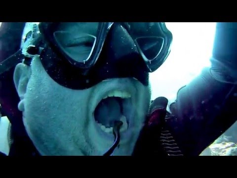 Youtube: Mundpflege mit Putzerfischen