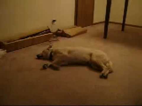 Youtube: Hund träumt und läuft.