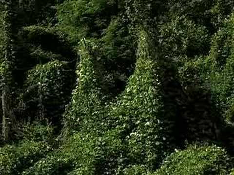 Youtube: Kudzu