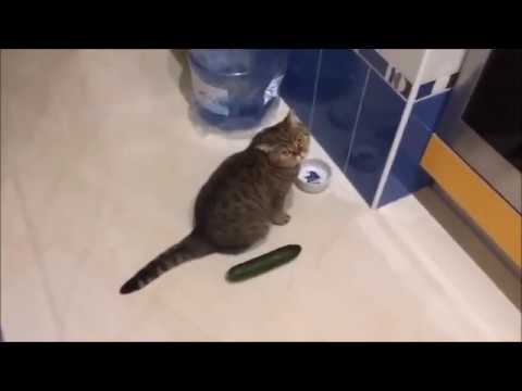 Youtube: BEST OFF #1 Katze vs Gurke