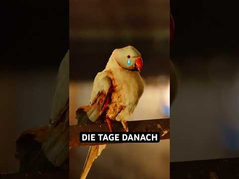 Youtube: 3 Tage nach Silvester 💔