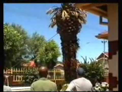 Youtube: How Not To Remove A Palm Tree From Your Yard