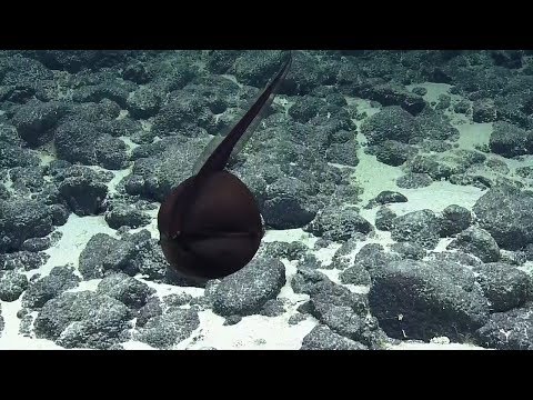 Youtube: Gulper Eel Balloons Its Massive Jaws | Nautilus Live