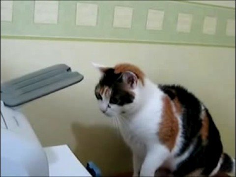 Youtube: Katze löst Druckerproblem