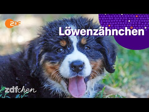 Youtube: Keks und die Minikekse | LÖWENZÄHNCHEN | ZDFchen