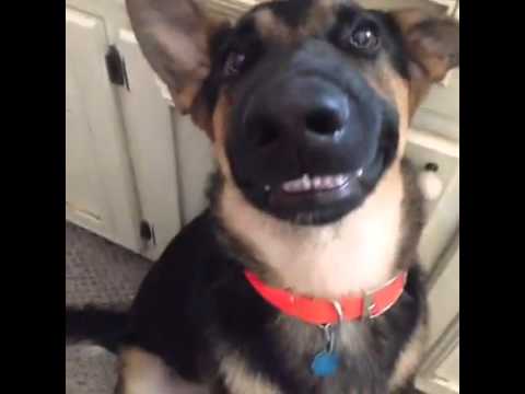 Youtube: Top Vine Videos: The Smiling Dog!