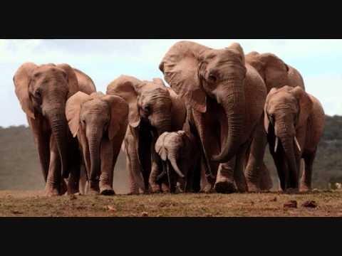 Youtube: Burning Spear - Elephants