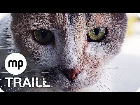 Youtube: KEDI: VON KATZEN UND MENSCHEN Trailer German Deutsch (2017)