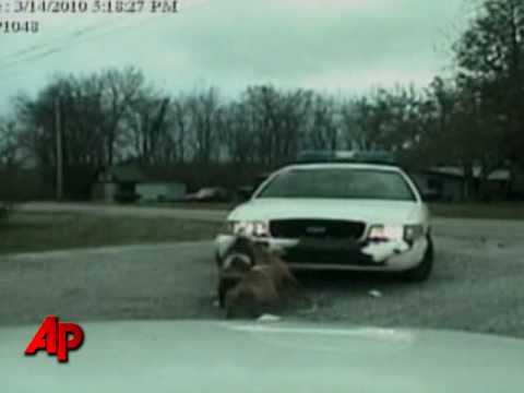 Youtube: Dog attacks cop car - rips bumper off