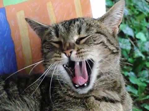 Youtube: Katze Gähnt / Cat Yawning