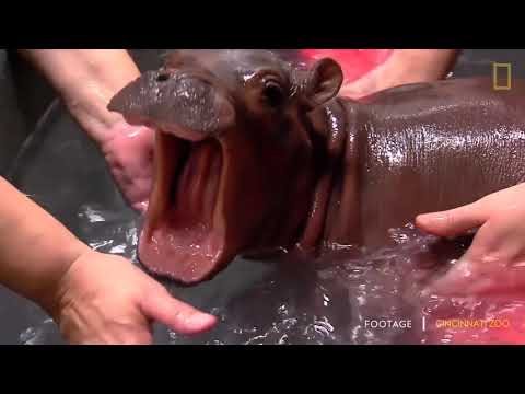 Youtube: Fiona the Hippo for Christmas