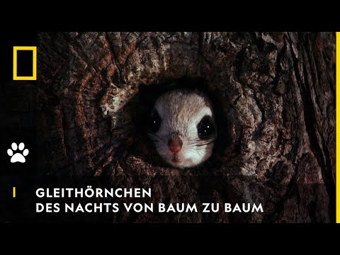 Youtube: GLEITHÖRNCHEN - Des Nachts von Baum zu Baum