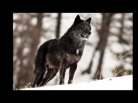 Youtube: The alarm barking of an alpha male wolf in Yellowstone