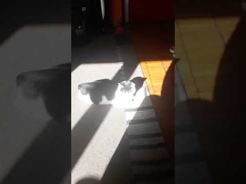 Youtube: Meine Katze beim Sonnen