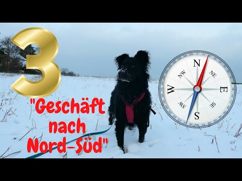 Youtube: 3. Dezember: Hunde koten in Nord-Süd-Richtung | Magnetfeld beeinflusst Geschäft