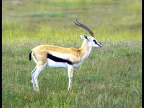 Youtube: Helge Schneider - Die Gazelle