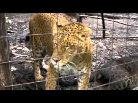 Youtube: Bear Creek Sanctuary - Jaglions