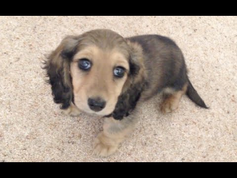 Youtube: Picking up the PUPPY!