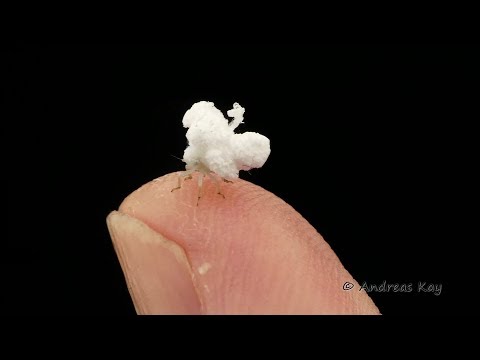 Youtube: Walking Snowflake: Planthopper Nymph from Ecuador