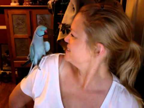 Youtube: Cody the Peekaboo Parrot