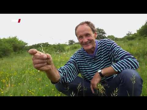 Youtube: Insektensterben - Wie retten wir wilde Wiesen | WDR Doku