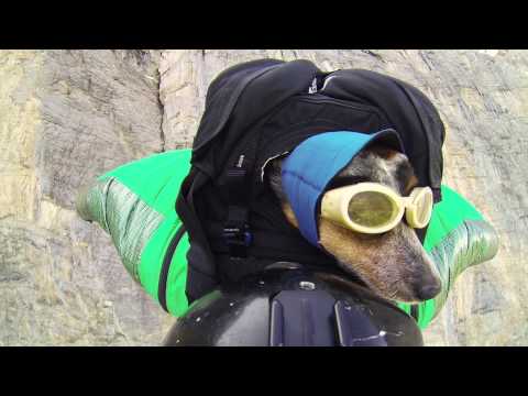 Youtube: World's First Wingsuit BASE Jumping Dog