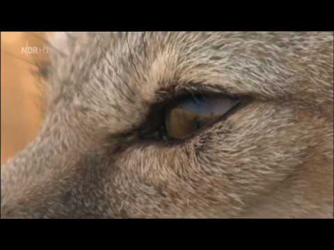Youtube: Hollywoods schlaue Füchse - Amerikas seltenstes Raubtier [Doku HD]