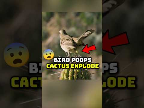Youtube: Nature’s Weirdest Life Cycle 🌿