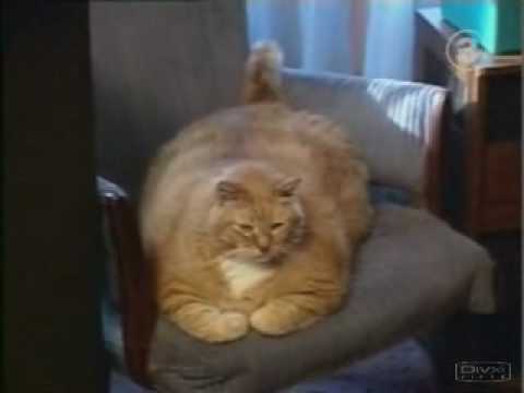 Youtube: Le plus gros chat du monde (the most fat cat in the world)
