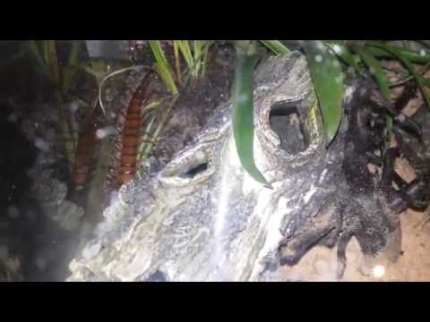Youtube: Scolopendra subspinipes subspinipes Rambo