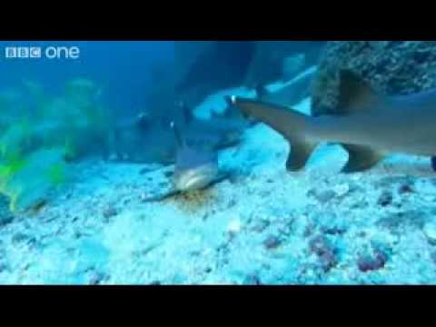 Youtube: Very Scary Sharks Walk On The Wild Side Preview BBC One 1