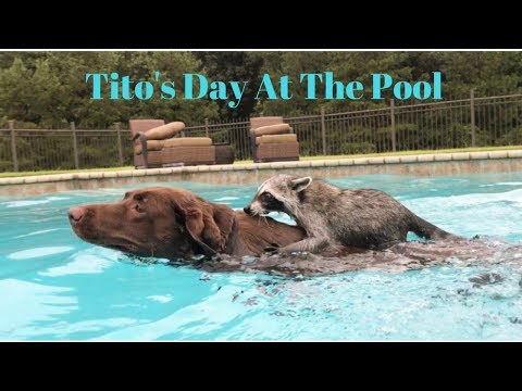 Youtube: Tito The Raccoon Spends The Day At The Pool Ft. Penny