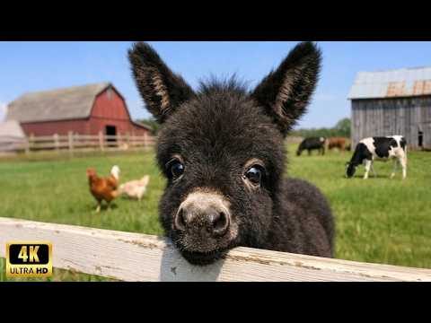 Youtube: You Won't Believe How Funny These Baby Donkeys Are! 🤣