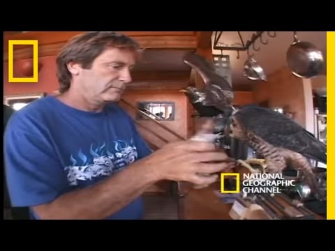 Youtube: High-Velocity Falcon | National Geographic