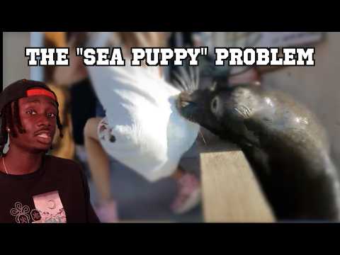 Youtube: How to Love an Animal to Death