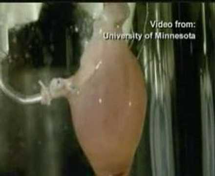 Youtube: New heart built with stem cells