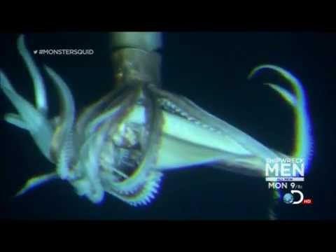 Youtube: Giant Squid (Architeuthis) footage, January 27, 2013