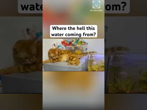 Youtube: Cats and their tails are two different species 🤔