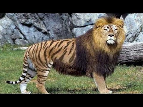 Youtube: 10 Hybrid-Tiere - Die es wirklich gibt!