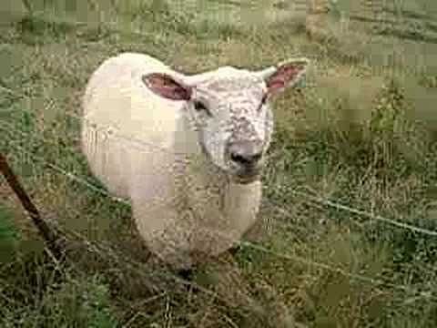 Youtube: das Schaf