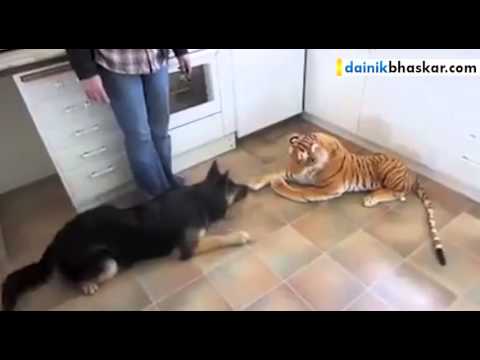 Youtube: Dog Afraid of Stuffed Toy Tiger || Funny Video