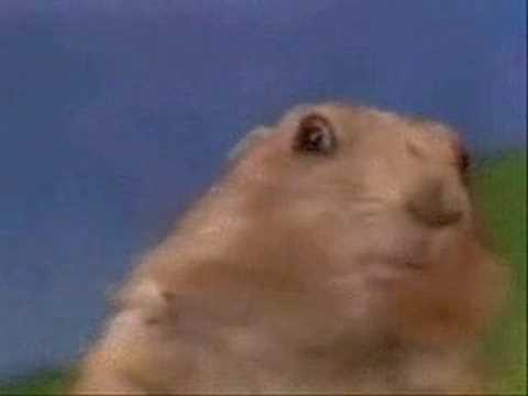 Youtube: Drama Prairie Dog